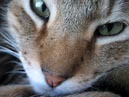 BobCat